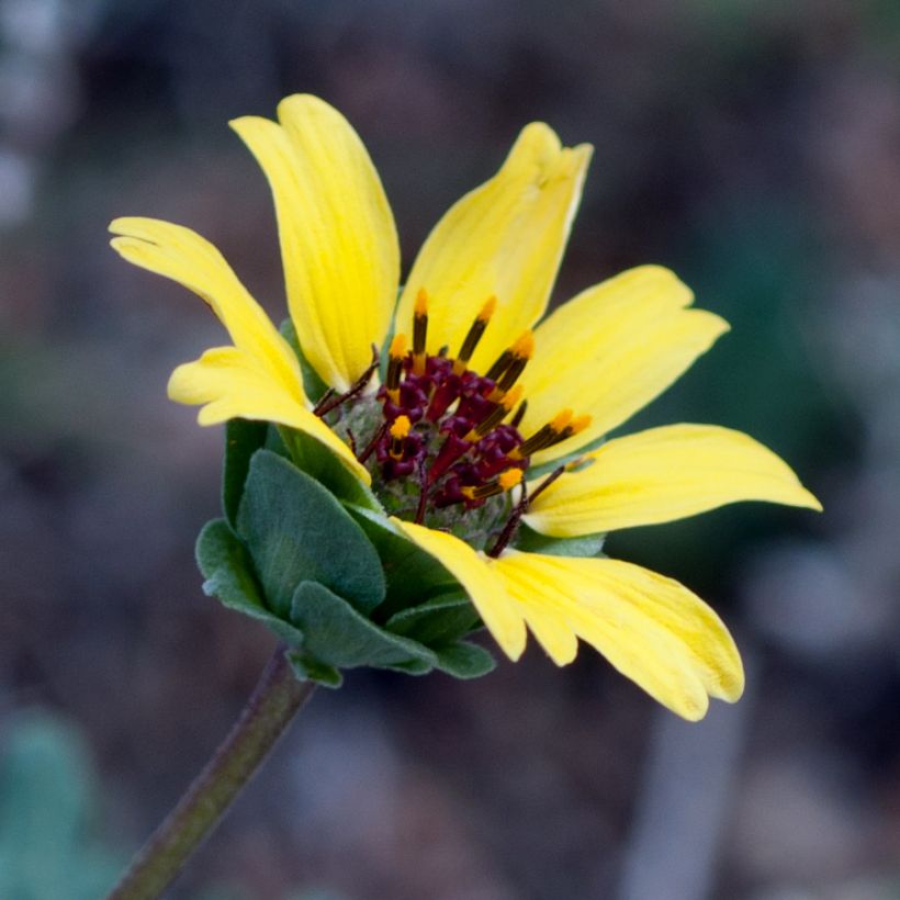 Berliandiera lyrata (Kukinta)