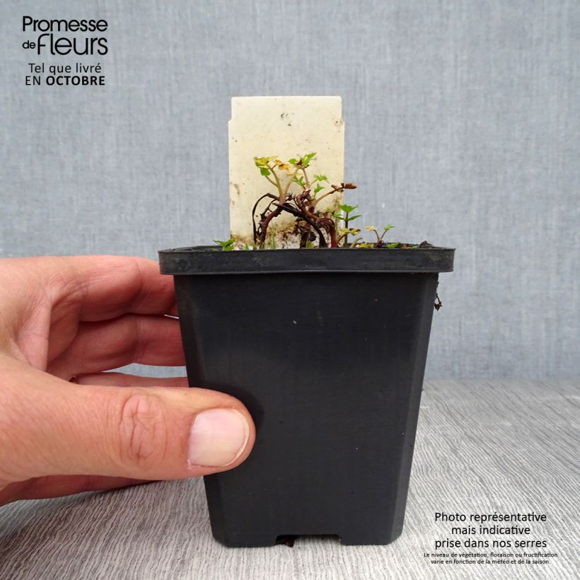 Esimerkki syksyllä toimitetusta Hanhenputki - Berula erecta 8/9 cm taimiruukku-taimesta