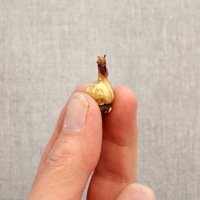Example of Bessera elegans Bulbe size 5+ as you get in printemps