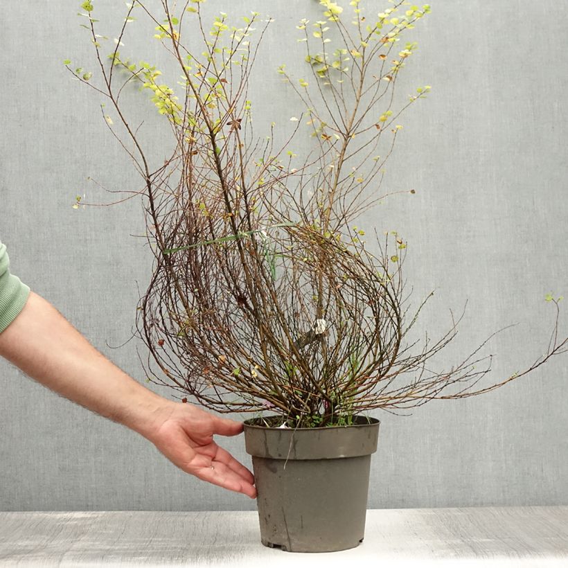 Esimerkki kesällä toimitetusta Vaivaiskoivu Golden Treasure Pot de 3L/4L-taimesta