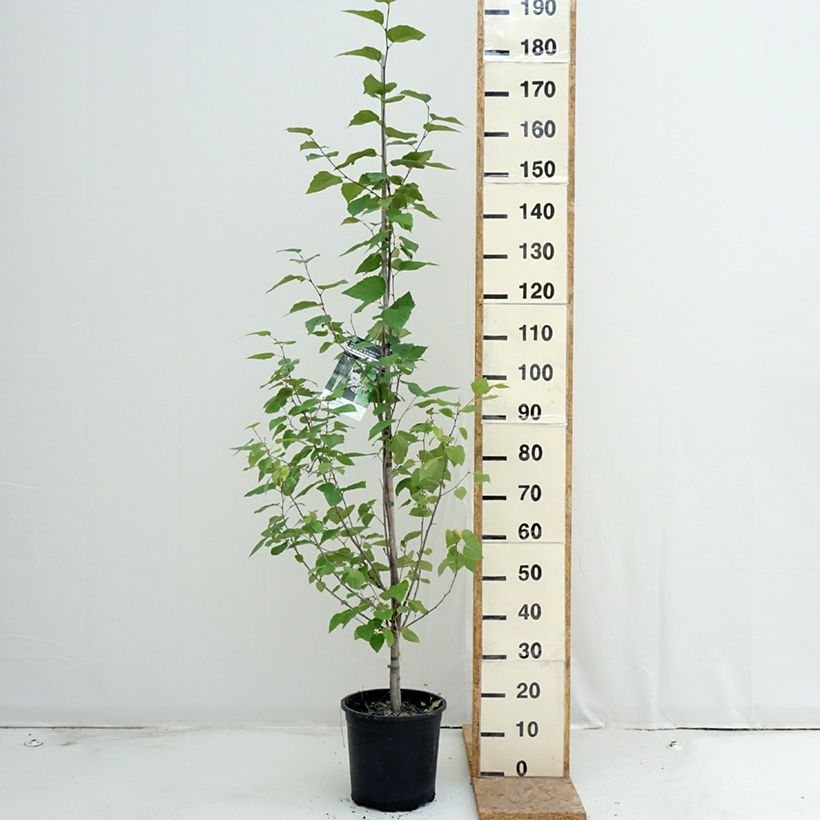 Esimerkki kesällä toimitetusta Paperikoivu - Betula papyrifera Pot de 7,5L/10L-taimesta