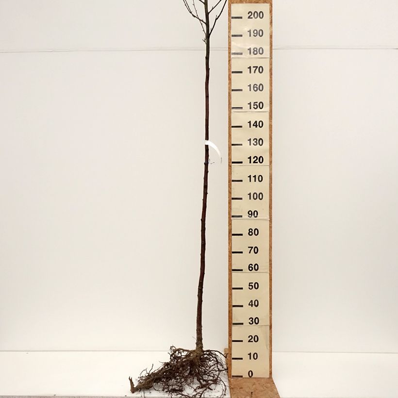 Esimerkki talvella toimitetusta Paperikoivu - Betula papyrifera Grandes Racines nues, Tige-taimesta