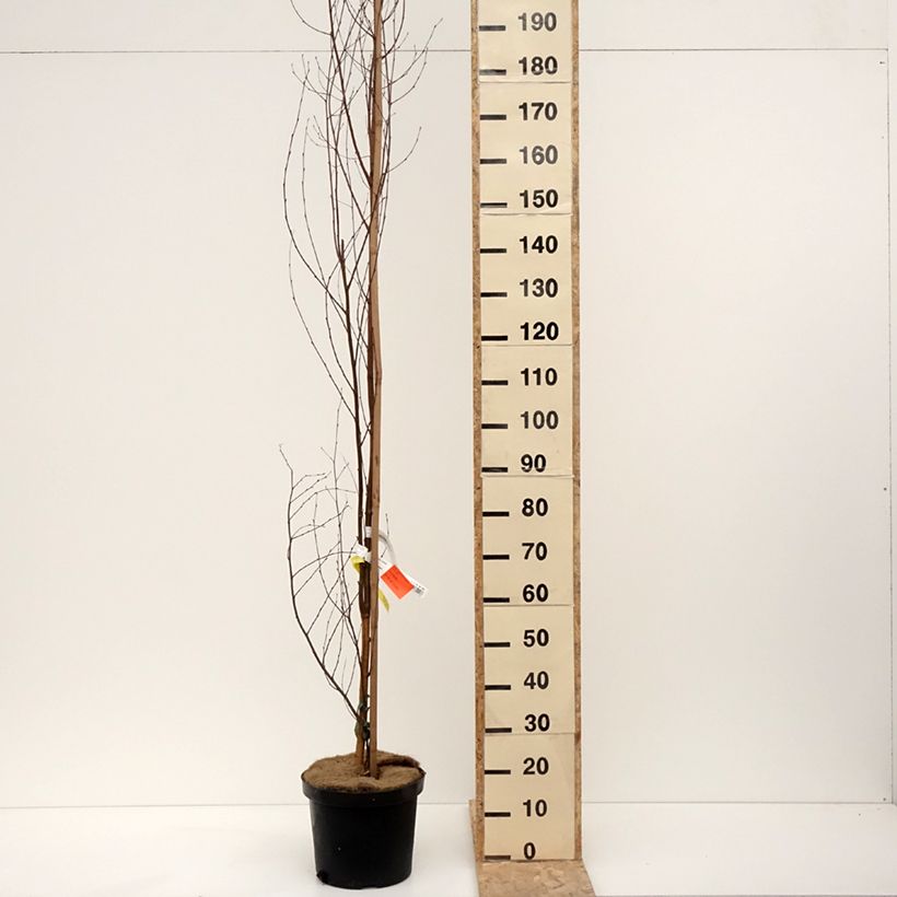 Esimerkki talvella toimitetusta Betula pendula Fastigiata - Bouleau fastigié Pot de 7,5L/10L, Tige-taimesta