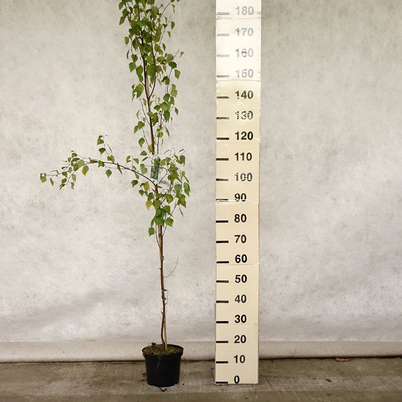 Esimerkki kesällä toimitetusta Rauduskoivu Fastigiata Pot de 3L/4L-taimesta