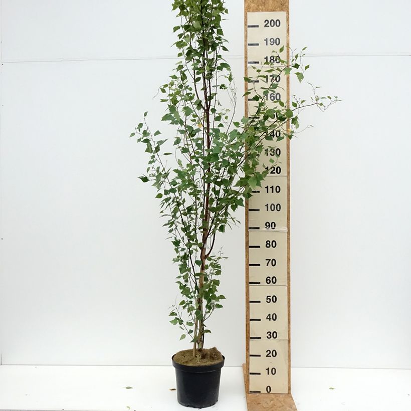 Esimerkki kesällä toimitetusta Rauduskoivu Fastigiata Pot de 7,5L/10L-taimesta