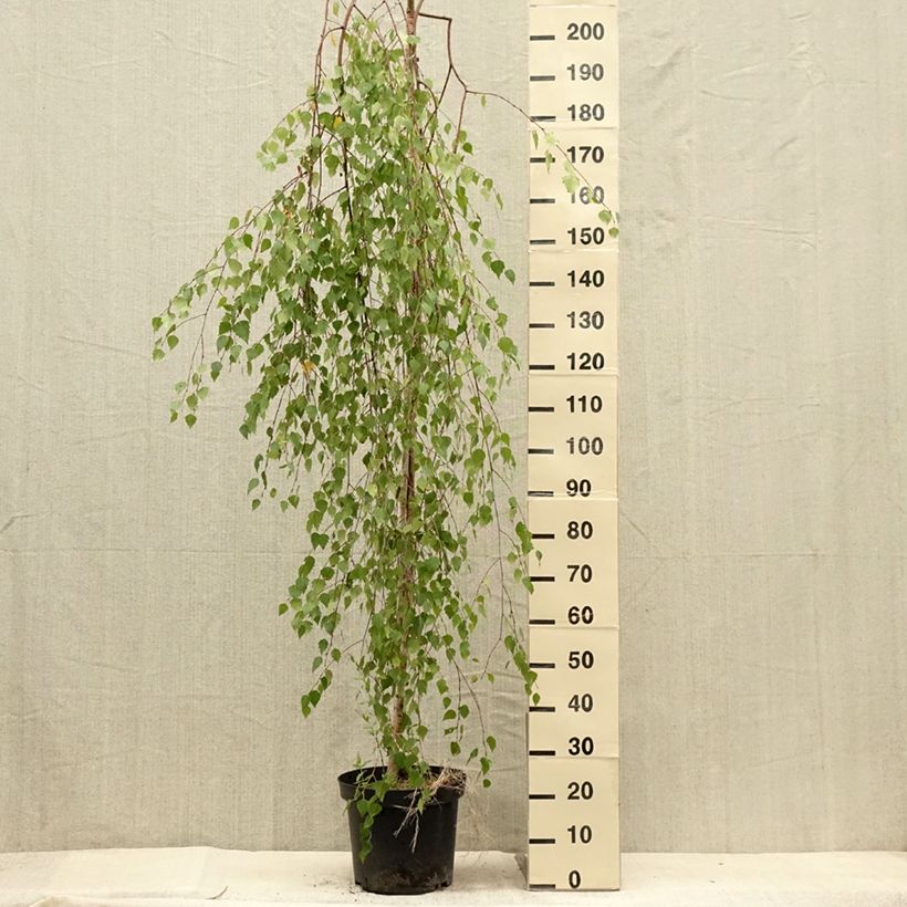 Esimerkki kesällä toimitetusta Rauduskoivu Magical Globe Pot de 7,5L/10L-taimesta