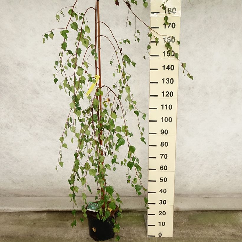 Esimerkki kesällä toimitetusta Rauduskoivu Youngii Pot de 7,5L/10L-taimesta