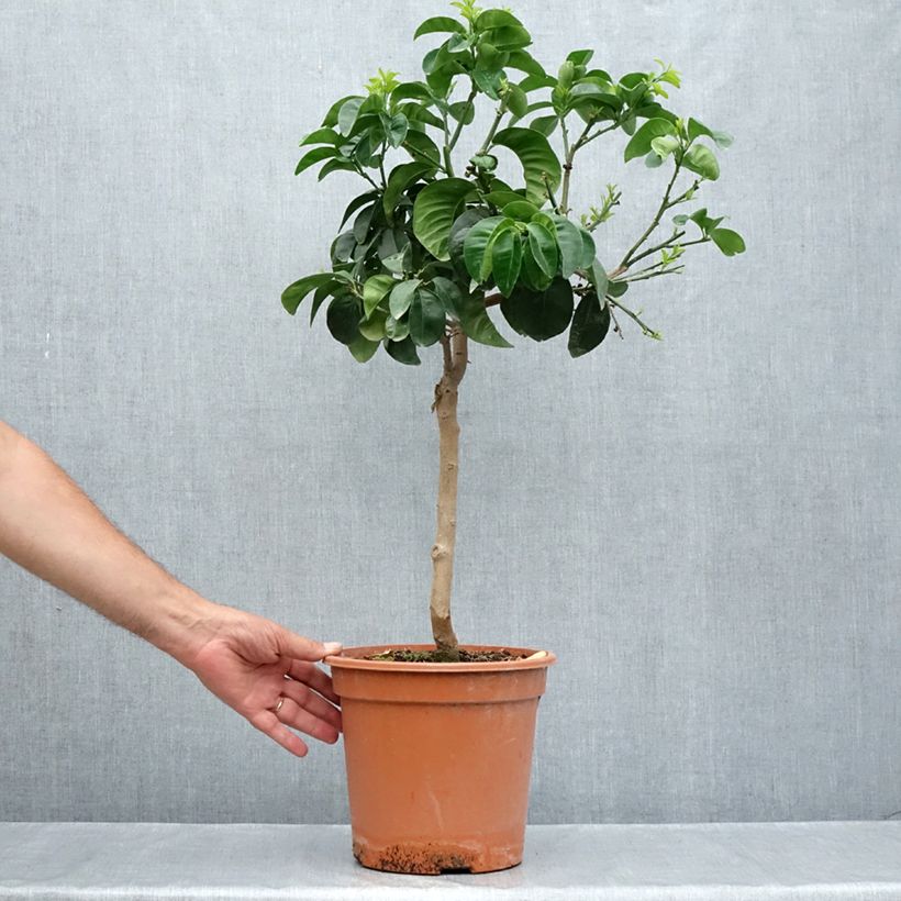 Esimerkki kesällä toimitetusta Pomeranssi Bouquet de Fleur 6 litran/7 litran ruukku, 1/4 runko-taimesta