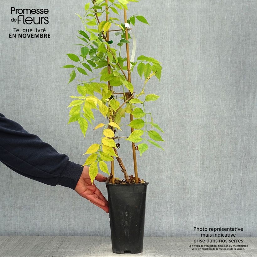 Esimerkki syksyllä toimitetusta Pikkutrumpettiköynnös Atropurpurea 2 litran/3 litran ruukku-taimesta