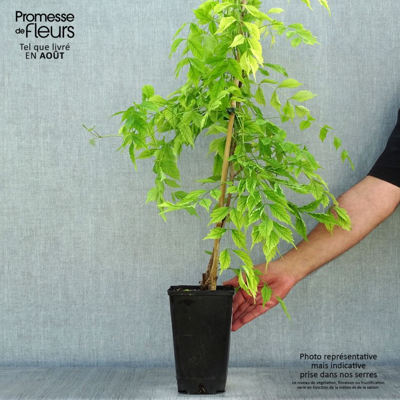 Esimerkki kesällä toimitetusta Pikkutrumpettiköynnös Atropurpurea Pot de 2L/3L-taimesta