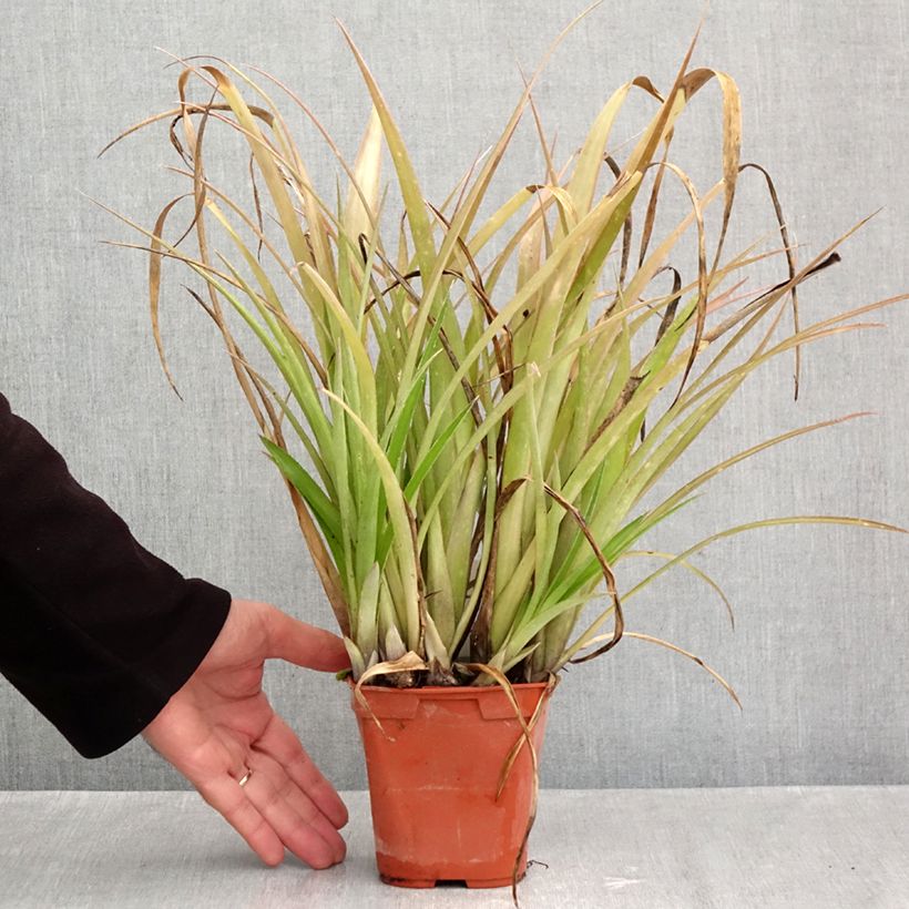 Esimerkki syksyllä toimitetusta Nuokkupapinkaura - Billbergia nutans 1 litran / 1,5 litran ruukku-taimesta
