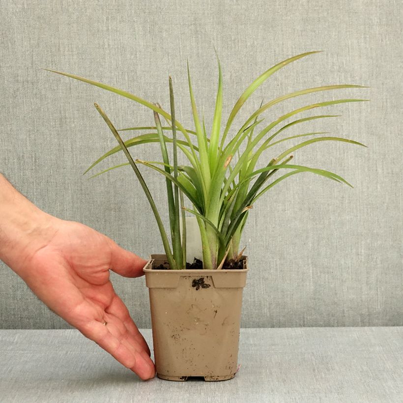 Esimerkki keväällä toimitetusta Nuokkupapinkaura - Billbergia nutans Ruukku 1L / 1,5L-taimesta