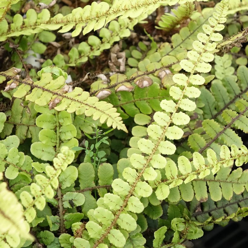 Kampasaniainen - Blechnum fluviatile (Lehvistö)