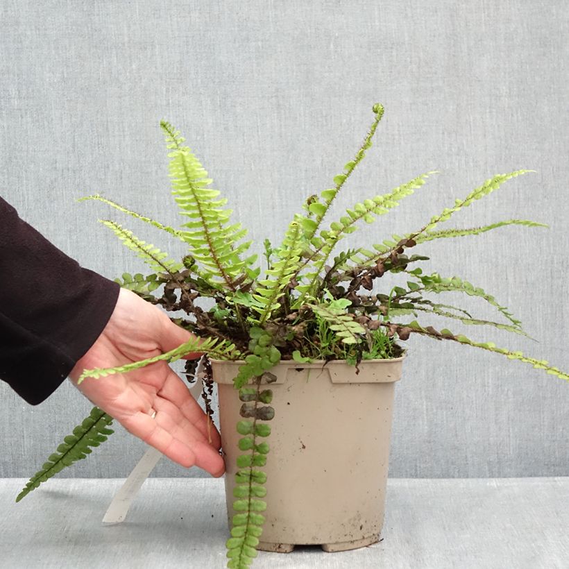 Esimerkki syksyllä toimitetusta Kampasaniainen - Blechnum fluviatile 3 litran/4 litran ruukku-taimesta