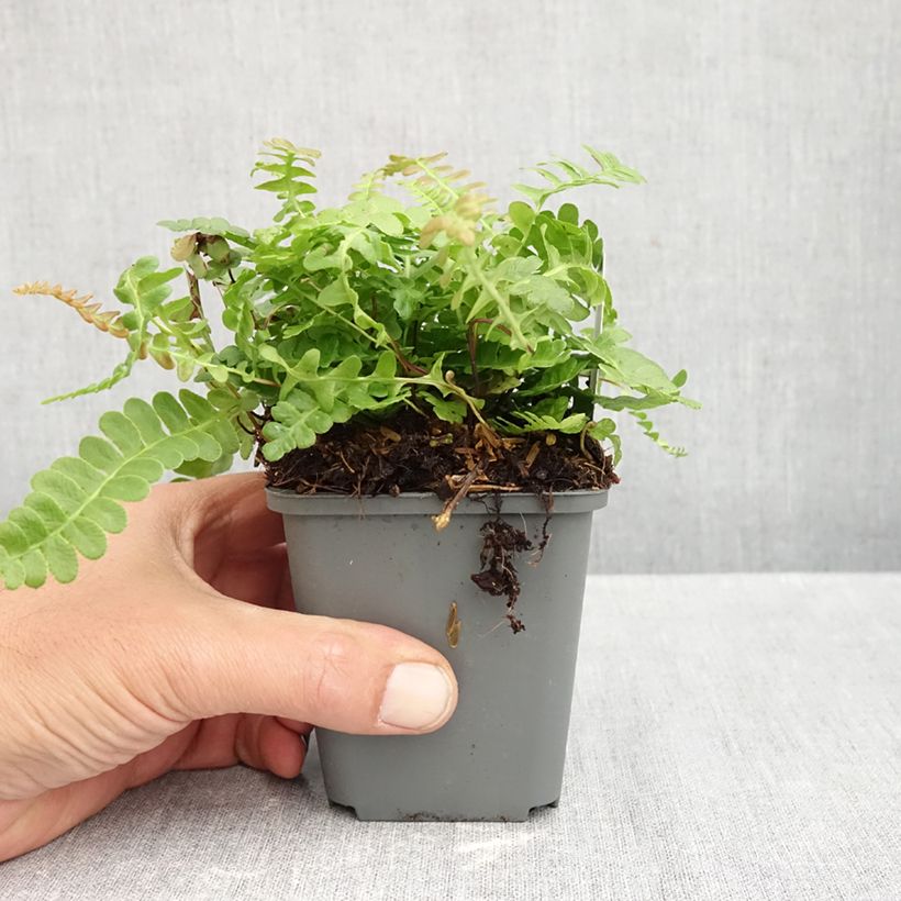 Esimerkki syksyllä toimitetusta Etelänkampasaniainen - Blechnum penna-marina 8/9 cm taimiruukku-taimesta