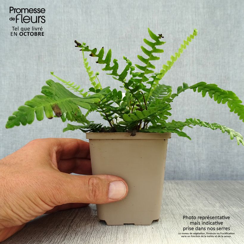 Esimerkki syksyllä toimitetusta Kampasaniainen - Blechnum spicant 8/9 cm taimiruukku-taimesta