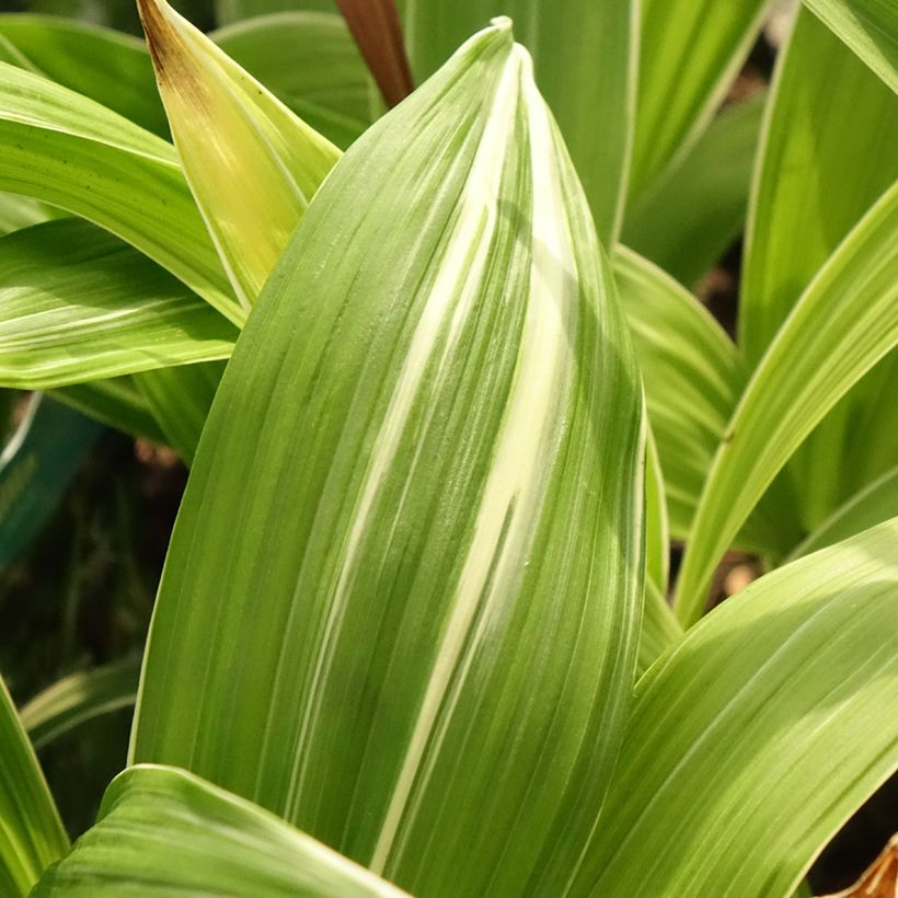 Mikadonkämmen Alba (Foliage)