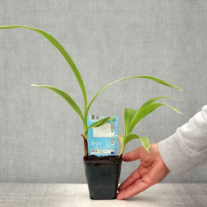 Esimerkki kesällä toimitetusta Mikadonkämmen Alba Godet de 8/9 cm size I-taimesta