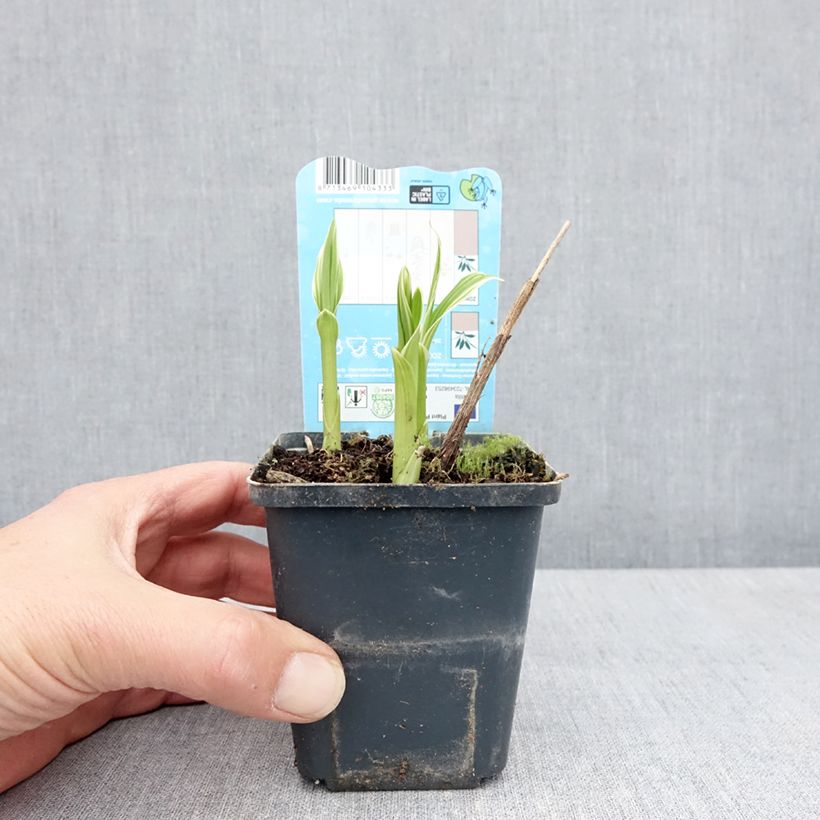 Example of Mikadonkämmen Alba Godet de 8/9 cm size I as you get in printemps