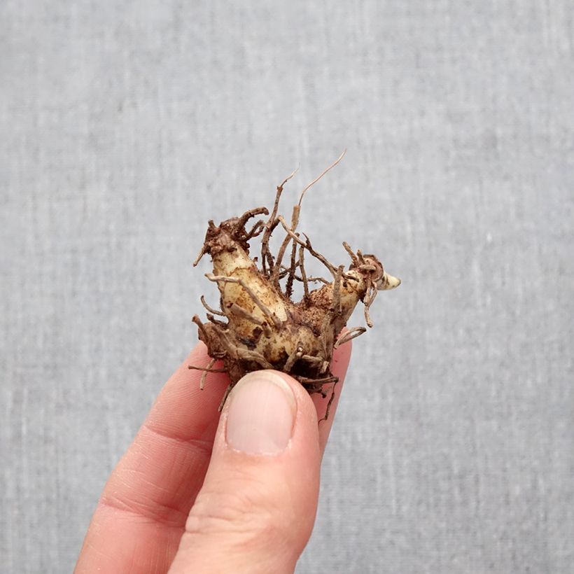 Esimerkki keväällä toimitetusta Mikadonkämmen Alba Variegata Sipuli Koko I-taimesta
