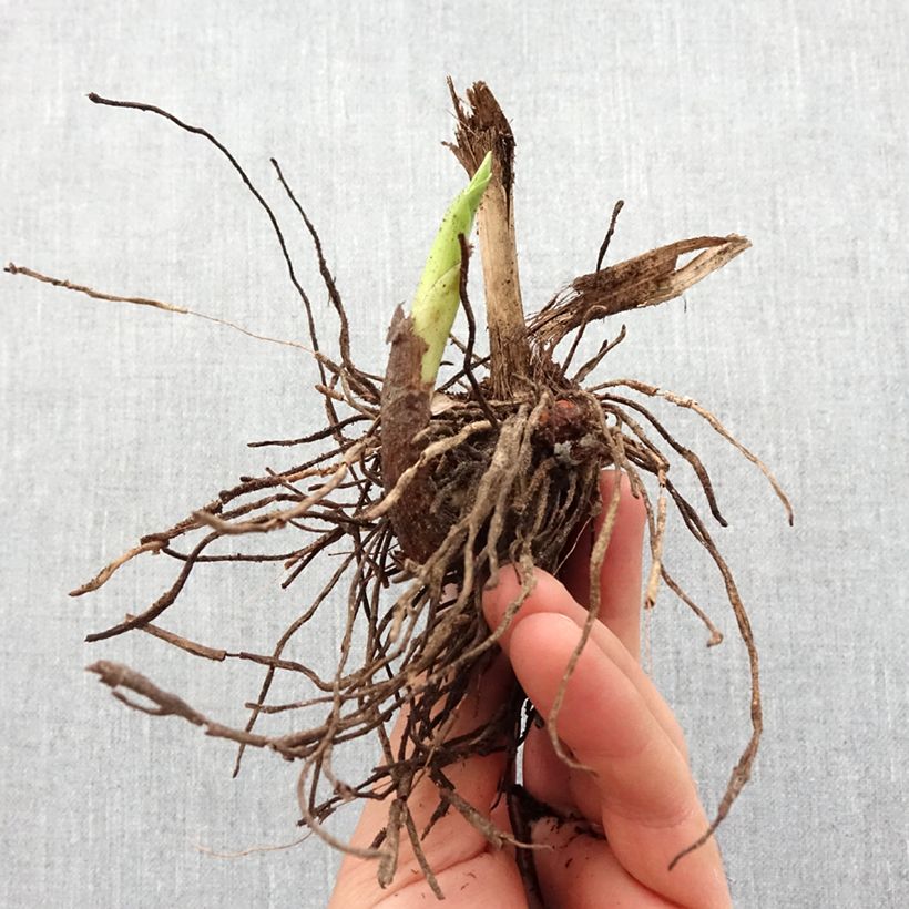 Example of Mikadonkämmen f. gebina Bulbe size I as you get in printemps