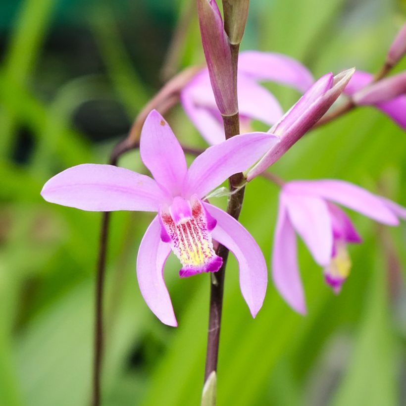 Mikadonkämmen - Bletilla striata (Kukinta)