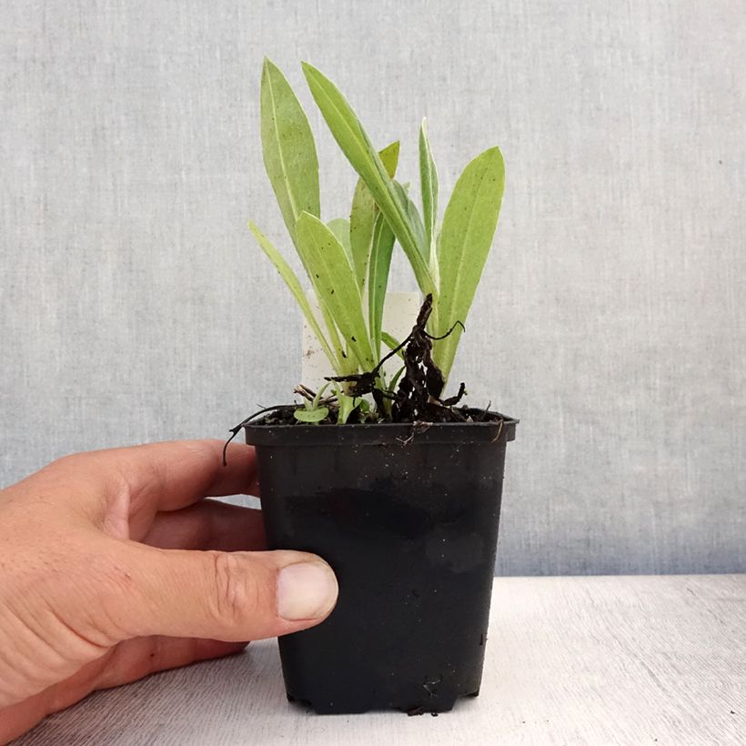 Esimerkki kesällä toimitetusta Vuorikaunokki Coerulea Taimiruukku 8/9 cm-taimesta