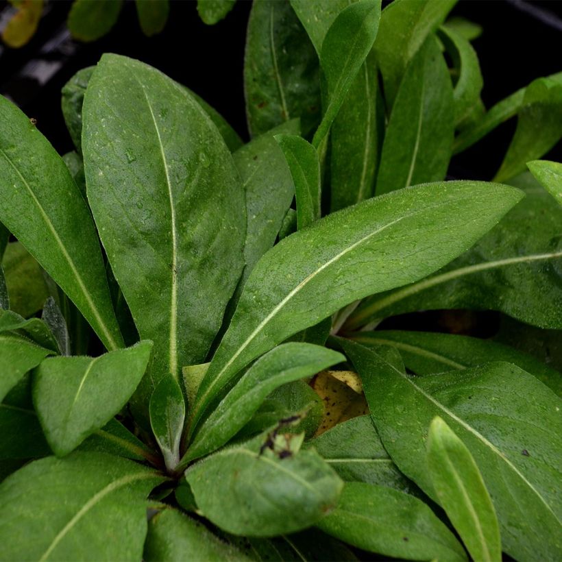 Vuorikaunokki Carnea (Lehvistö)