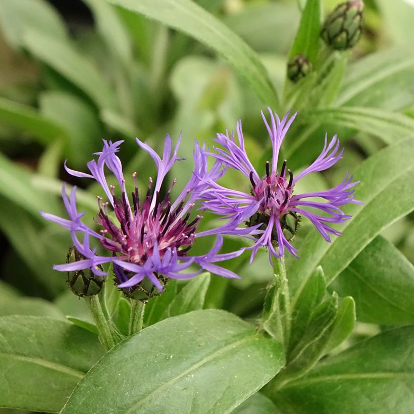 Vuorikaunokki - Centaurea montana (Kukinta)