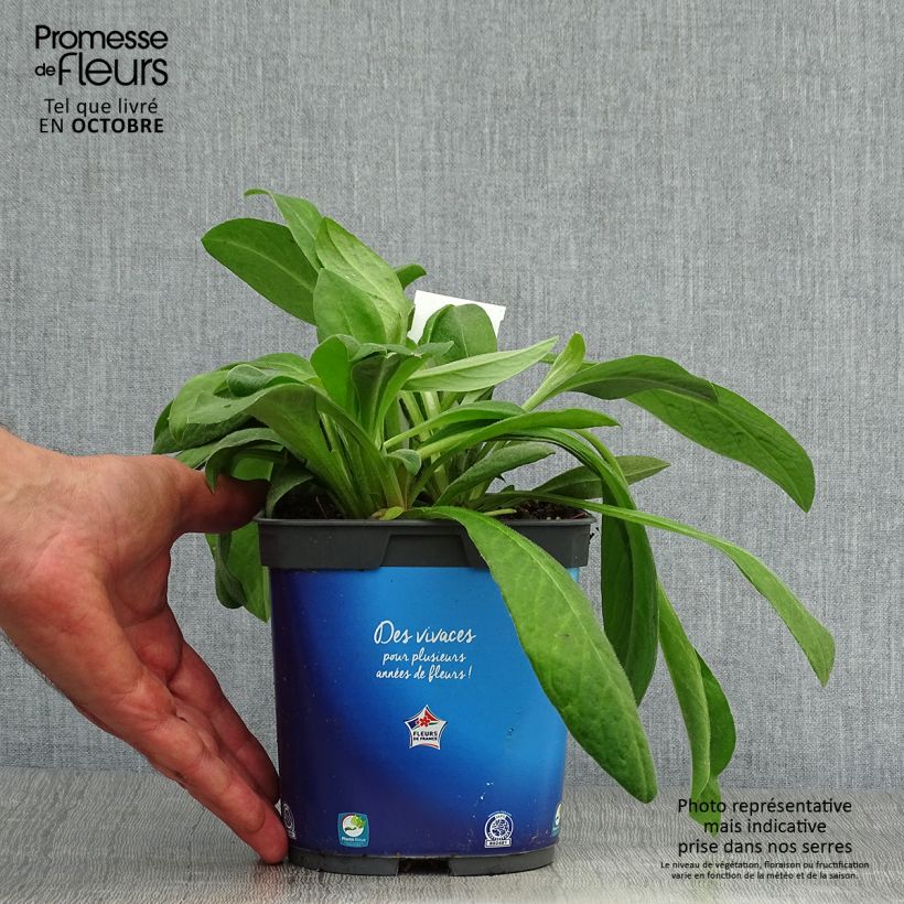 Esimerkki syksyllä toimitetusta Vuorikaunokki - Centaurea montana 2 litran/3 litran ruukku-taimesta