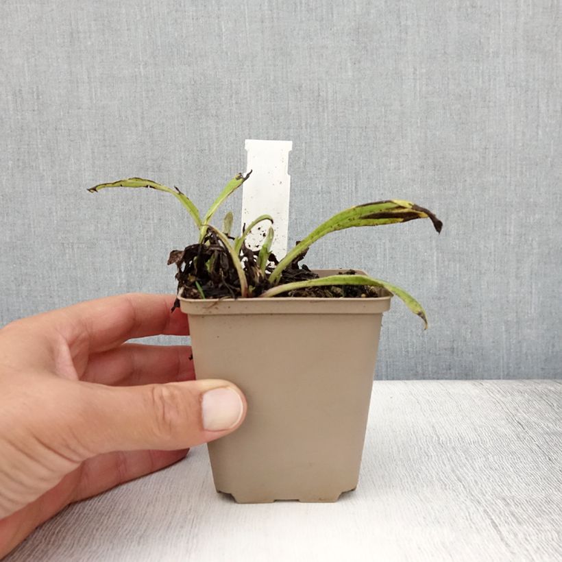 Esimerkki kesällä toimitetusta Vuorikaunokki Black Sprite Godet de 8/9 cm-taimesta