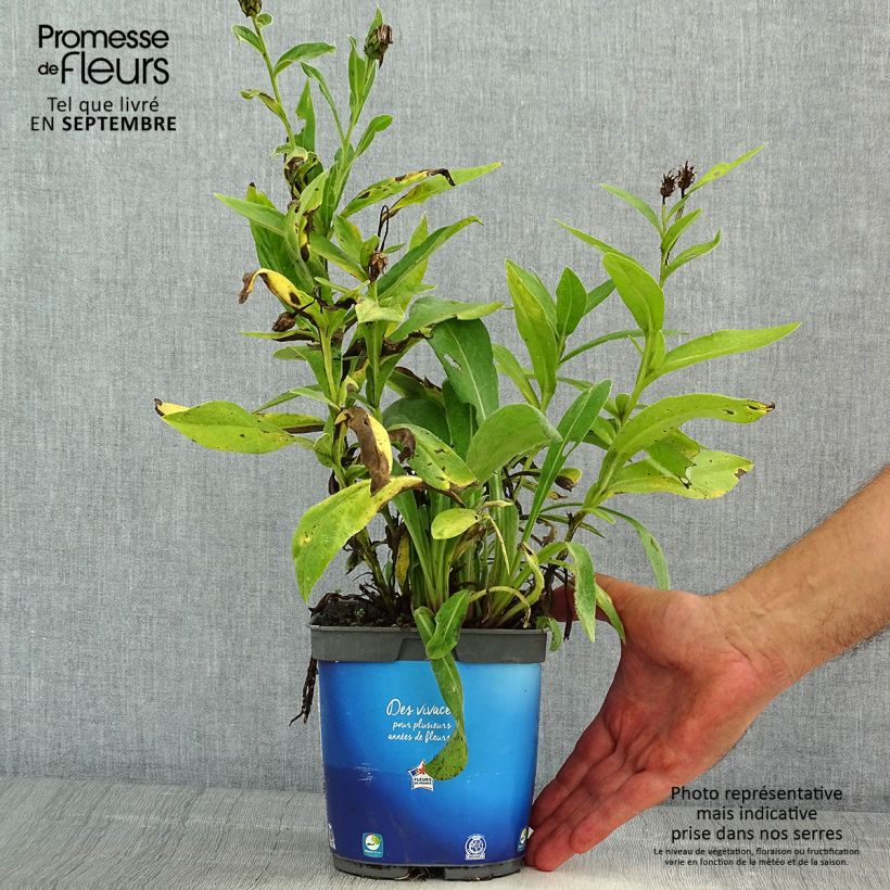 Esimerkki kesällä toimitetusta Vuorikaunokki Sulphurea Pot de 2L/3L-taimesta