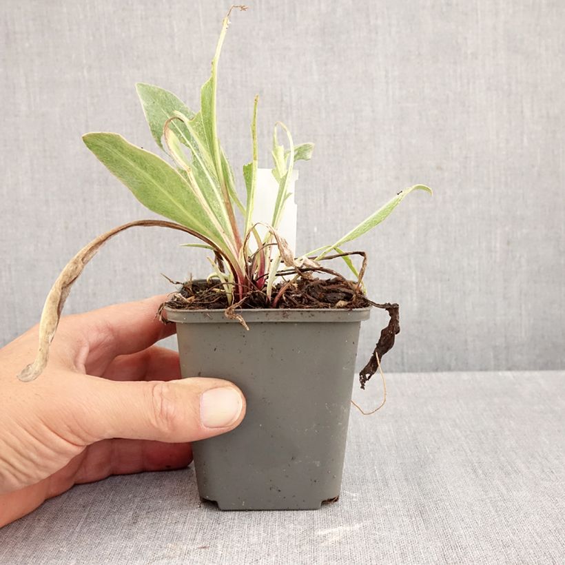 Esimerkki syksyllä toimitetusta Vuorikaunokki Sulphurea 8/9 cm taimiruukku-taimesta