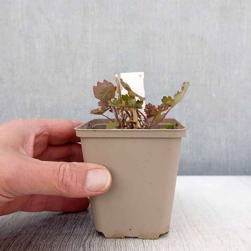 Esimerkki keväällä toimitetusta Herttahuisku-unikko Flamingo Godet de 8/9 cm-taimesta