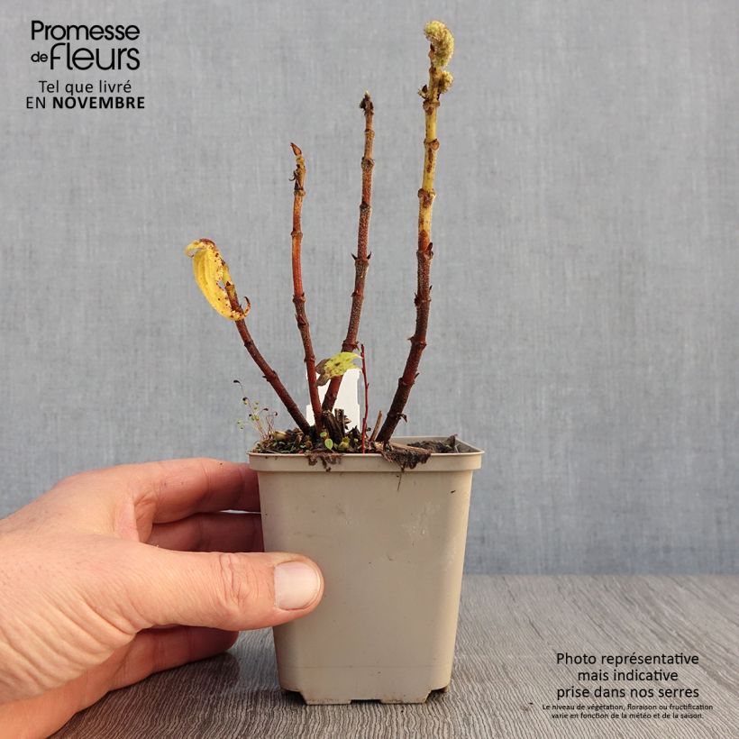 Esimerkki syksyllä toimitetusta Rami - Boehmeria biloba 8/9 cm taimiruukku-taimesta