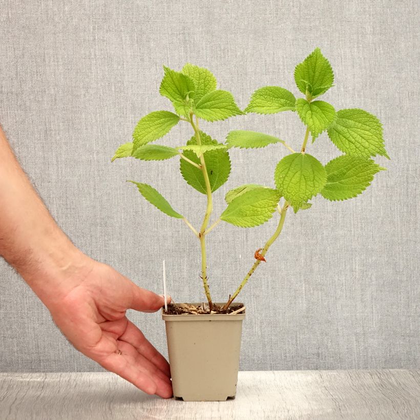 Esimerkki kesällä toimitetusta Rami - Boehmeria biloba Godet de 8/9 cm-taimesta