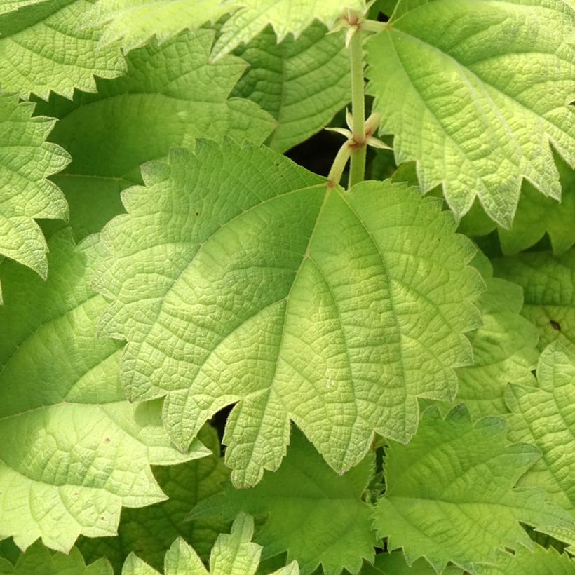 Rami - Boehmeria biloba (Lehvistö)