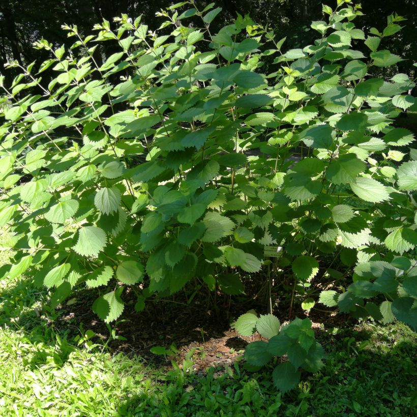 Rami - Boehmeria cylindrica (Kasvutapa)