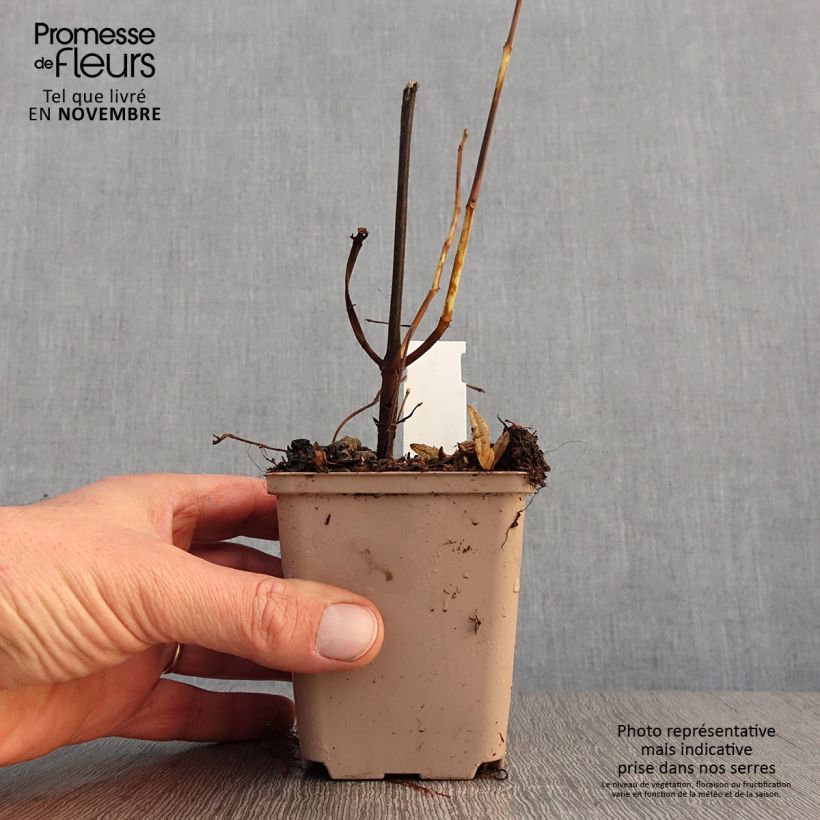 Esimerkki syksyllä toimitetusta Rami - Boehmeria platanifolia 8/9 cm taimiruukku-taimesta