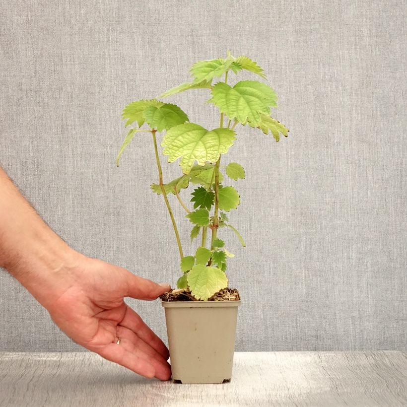 Esimerkki kesällä toimitetusta Rami - Boehmeria platanifolia Taimiruukku 8/9 cm-taimesta