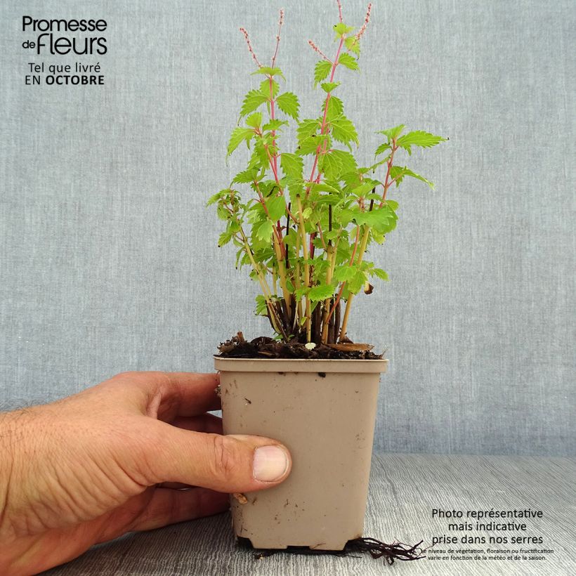 Esimerkki syksyllä toimitetusta Rami - Boehmeria spicata 8/9 cm taimiruukku-taimesta