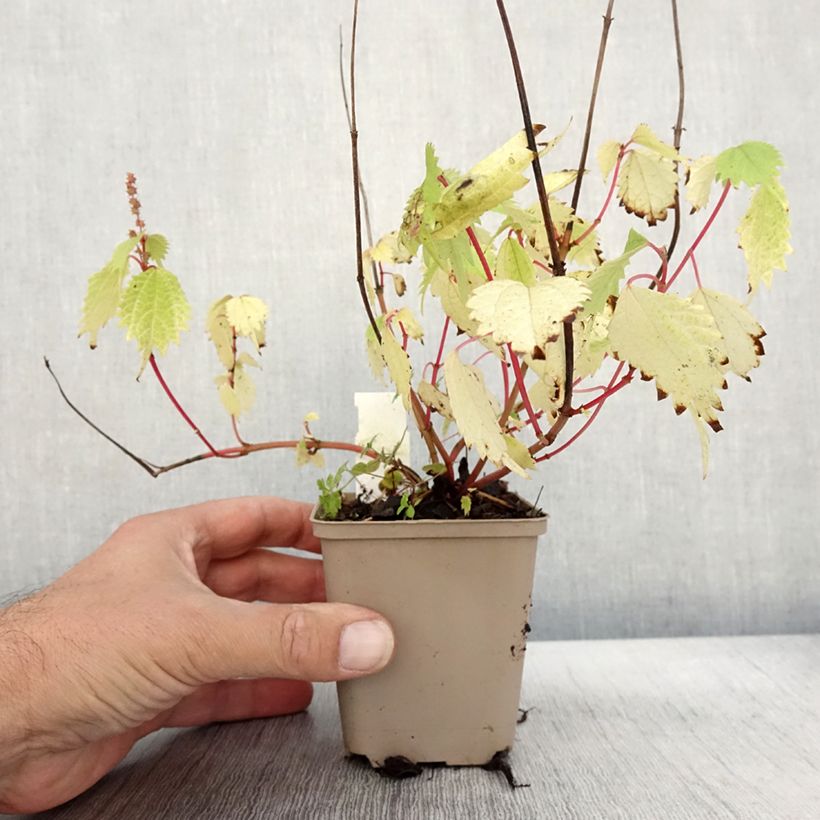 Esimerkki syksyllä toimitetusta Rami - Boehmeria tricuspis 8/9 cm taimiruukku-taimesta