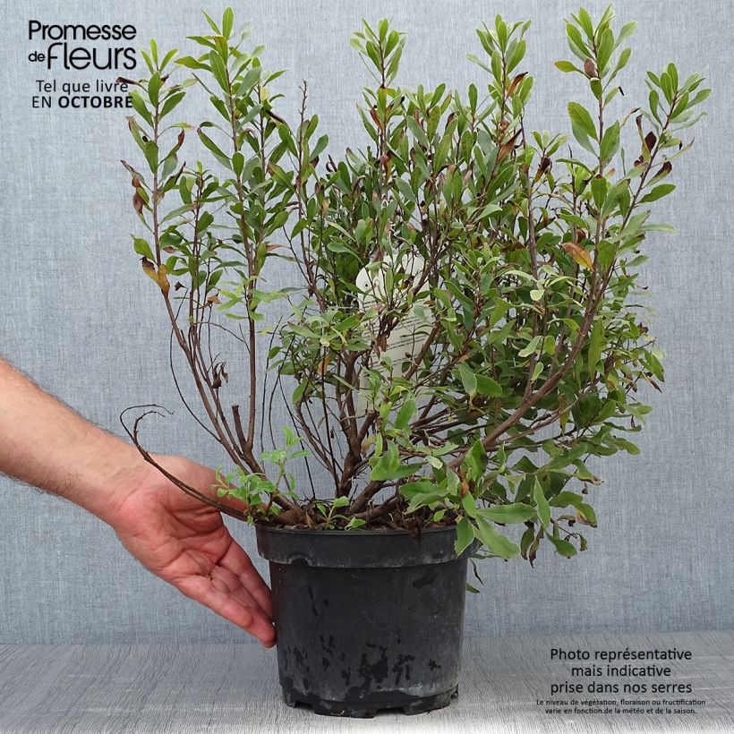 Esimerkki syksyllä toimitetusta Suomyrtti - Myrica gale 1,5 litran / 2 litran kannu-taimesta