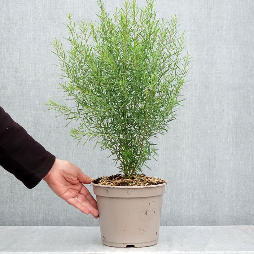 Esimerkki syksyllä toimitetusta Boronia heterophylla 3 litran/4 litran ruukku-taimesta