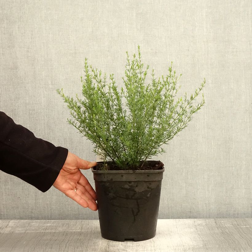Esimerkki syksyllä toimitetusta Boronia pilosa Rose Blossom 4 litran/5 litran ruukku-taimesta