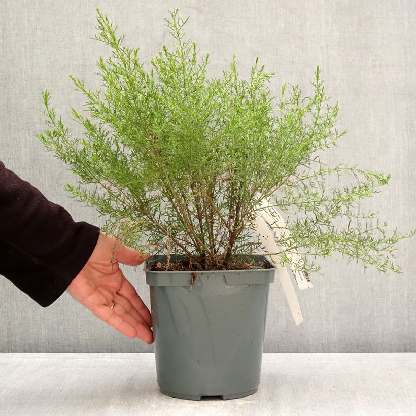 Esimerkki keväällä toimitetusta Boronia pilosa Rose Blossom Pot de 4L/5L-taimesta