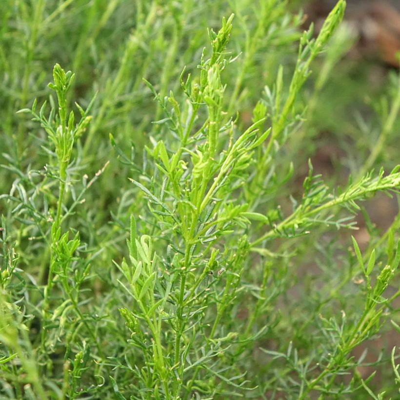 Boronia pilosa Rose Blossom (Lehvistö)