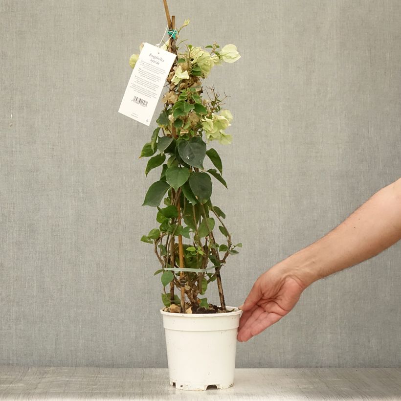 Esimerkki kesällä toimitetusta Ihmeköynnös valkoinen - Bougainvillea spectabilis Ruukku 2L / 3L-taimesta
