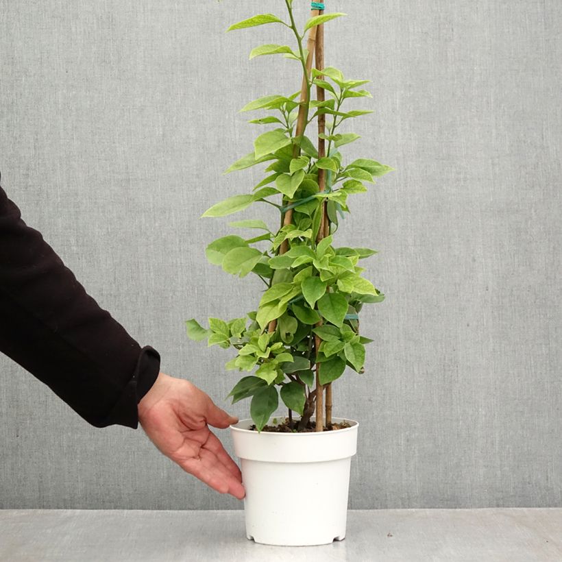 Esimerkki syksyllä toimitetusta Ihmeköynnös valko-vaaleanpunainen - Bougainvillea spectabilis 2 litran/3 litran ruukku-taimesta