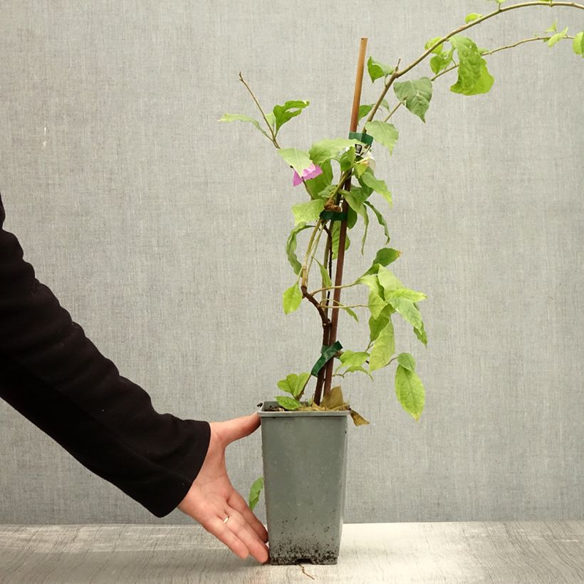 Esimerkki syksyllä toimitetusta Bougainvillier Violet de Mèze Pot de 1,5L/2L-taimesta
